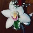Cynbidium orchid corsage